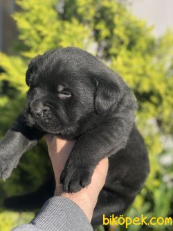 SİYAH LABRADOR YAVRUMUZ 3
