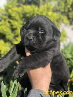SİYAH LABRADOR YAVRUMUZ 1