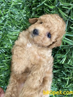SECERELİ ANNE BABADAN TOY POODLE BEBEKLER 1