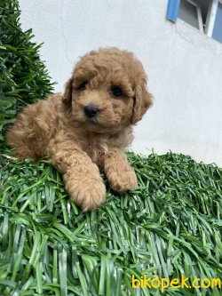SECERELİ ANNE BABADAN TOY POODLE BEBEKLER 3