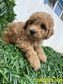 SECERELİ ANNE BABADAN TOY POODLE BEBEKLER 2