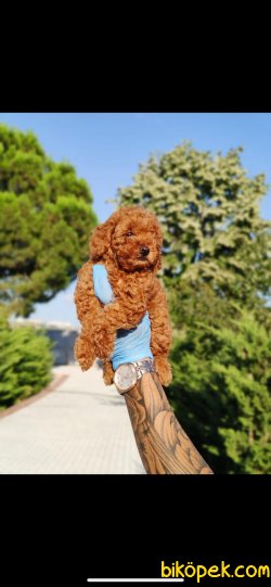 SECERELİ ANNE BABADAN TOY POODLE BEBEKLER 2