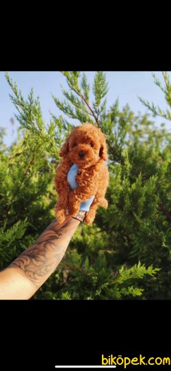 SECERELİ ANNE BABADAN TOY POODLE BEBEKLER 3