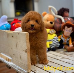 Secereli Anne Babadan Toy Poodle Yavrularımız 4
