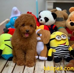 Secereli Anne Babadan Toy Poodle Yavrularımız 1