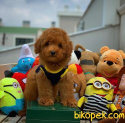Secereli Anne Babadan Toy Poodle Yavrularımız 3