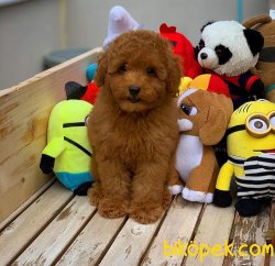 Secereli Anne Babadan Toy Poodle Yavrularımız 2