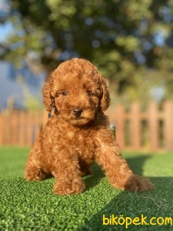 SECERELİ ANNE BABADAN TOY POODLE YAVRULARIMIZ 1