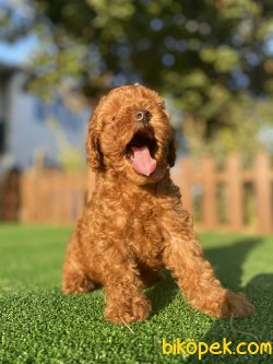 SECERELİ ANNE BABADAN TOY POODLE YAVRULARIMIZ 3