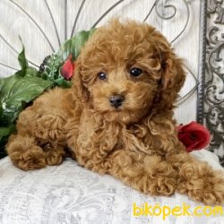 HER RENK TOY POODLE YAVRULARIMIZ 3