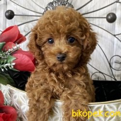 HER RENK TOY POODLE YAVRULARIMIZ 1