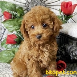 HER RENK TOY POODLE YAVRULARIMIZ 2