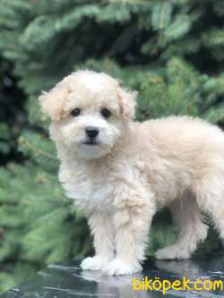 Secereli Anne Ve Babadan F1 Maltıpoo 1
