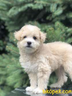 Secereli Anne Ve Babadan F1 Maltıpoo 2