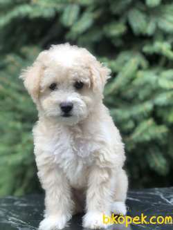 Secereli Anne Ve Babadan F1 Maltıpoo 3
