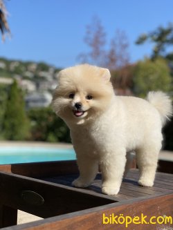 Secereli Ayı Surat 0 Boo Pomeranian 1