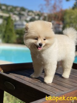 Secereli Ayı Surat 0 Boo Pomeranian 3