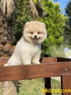 Secereli Ayı Surat 0 Boo Pomeranian 4