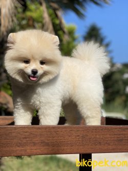 Secereli Ayı Surat 0 Boo Pomeranian 2