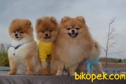 Secereli Boo Pomeranian 1