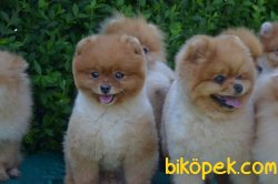 Secereli Boo Pomeranian 2