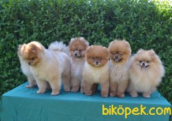 Secereli Boo Pomeranian 3