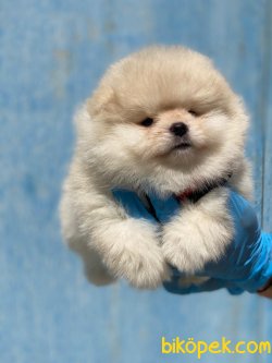 Secereli Boo Pomeranian Yavrularımız Sağlık Garantili 1
