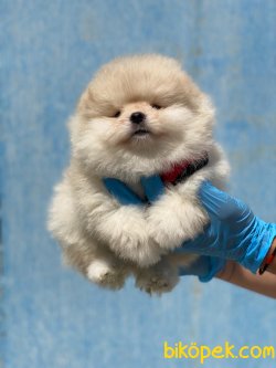 Secereli Boo Pomeranian Yavrularımız Sağlık Garantili 4