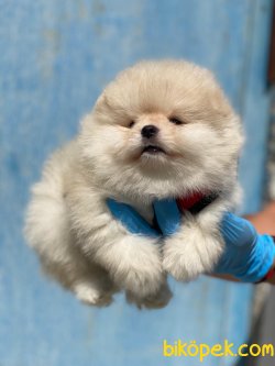 Secereli Boo Pomeranian Yavrularımız Sağlık Garantili 2
