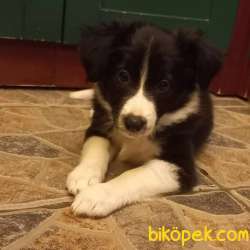 Secereli Border Collie Dişi Yavru 3