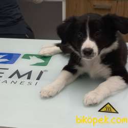 Secereli Border Collie Dişi Yavru 2