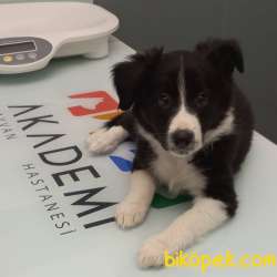 Secereli Border Collie Dişi Yavru 1