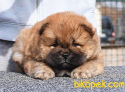 Secereli Chow Chow Bebekler 1