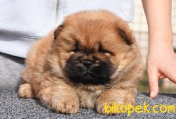Secereli Chow Chow Bebekler 3