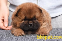 Secereli Chow Chow Bebekler 2