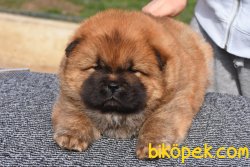 Secereli Chow Chow Bebekler 4