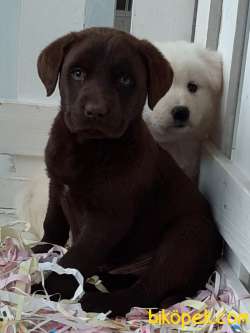 SECERELİ ÇİKOLATA LABRADOR RETRIEVER YAVRULARIMIZ 1