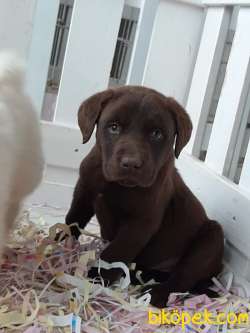 SECERELİ ÇİKOLATA LABRADOR RETRIEVER YAVRULARIMIZ 4