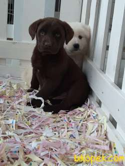 SECERELİ ÇİKOLATA LABRADOR RETRIEVER YAVRULARIMIZ 5