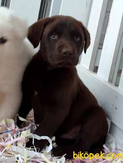 SECERELİ ÇİKOLATA LABRADOR RETRIEVER YAVRULARIMIZ 3