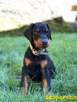 Secereli Doberman Yavruları