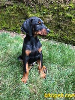 Secereli Doberman Yavruları 4
