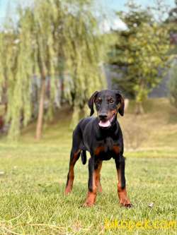 Secereli Doberman Yavruları 2