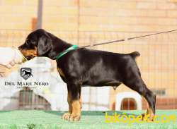 Secereli Doberman Yavruları 4