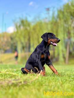 Secereli Doberman Yavruları 4