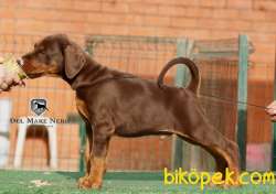 Secereli Doberman Yavruları İstanbul 3