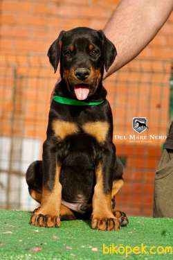 Secereli Doberman Yavruları İstanbul