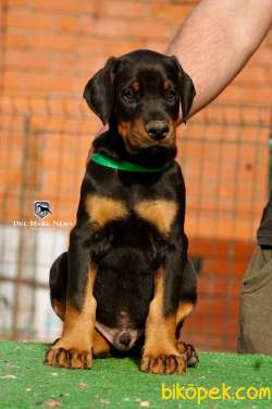 Secereli Doberman Yavruları İstanbul 4