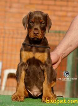 Secereli Doberman Yavruları İstanbul 2