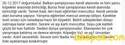 Secereli,Eğitimli, Dereceleri Olan Dişi Alman Kurdu 2